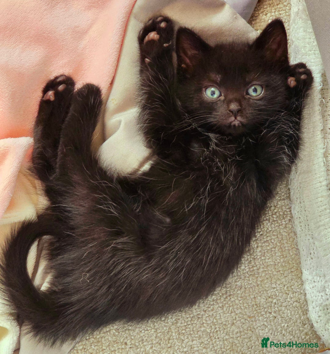 British Shorthair cats for sale: Black and tuxedo baby kittens in Bicester - Image 30