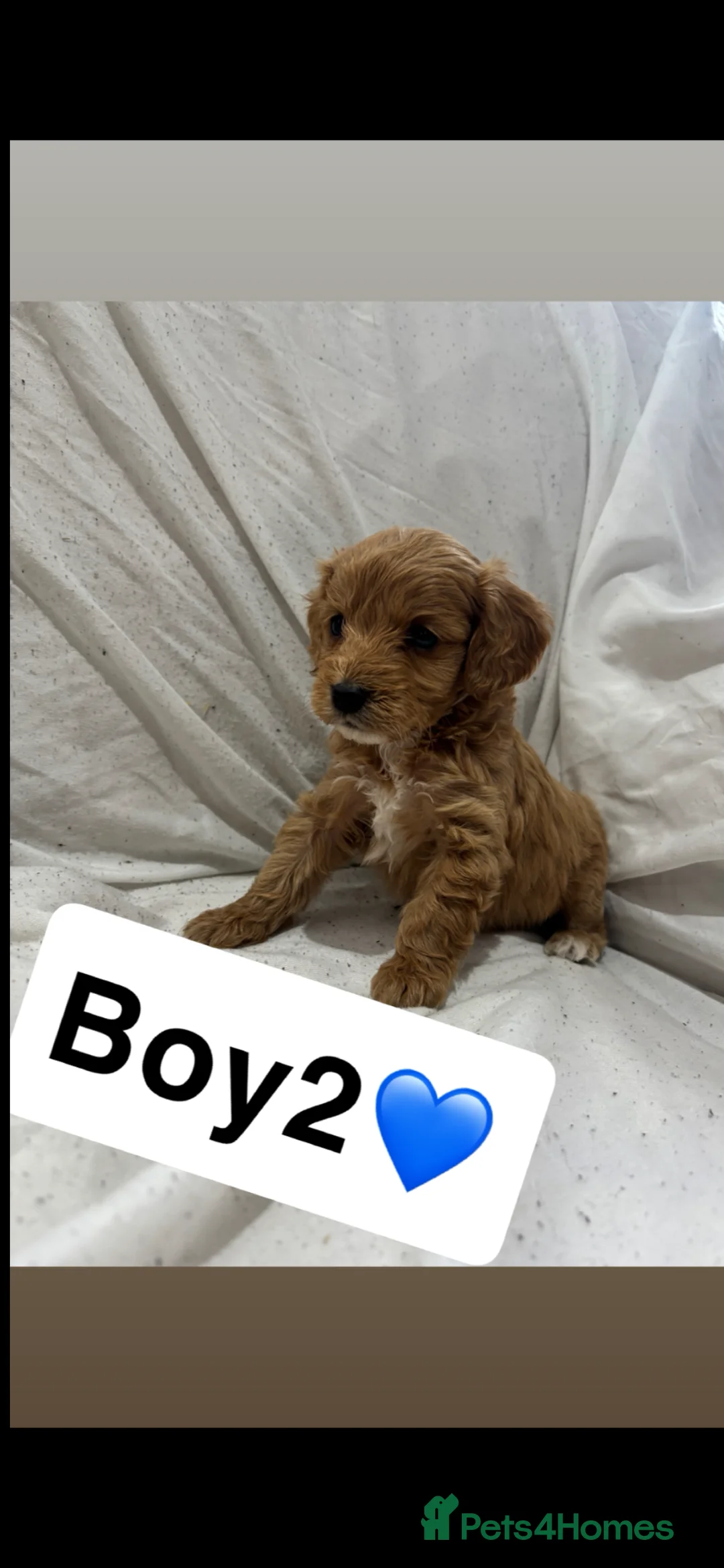 Cockapoo dogs for sale: 2 boys 1 girl left ready now💙💖 - Advert 2