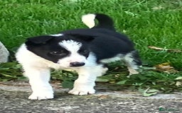 Border Collie dogs for sale: Border Collie puppies for sale  - Image 2