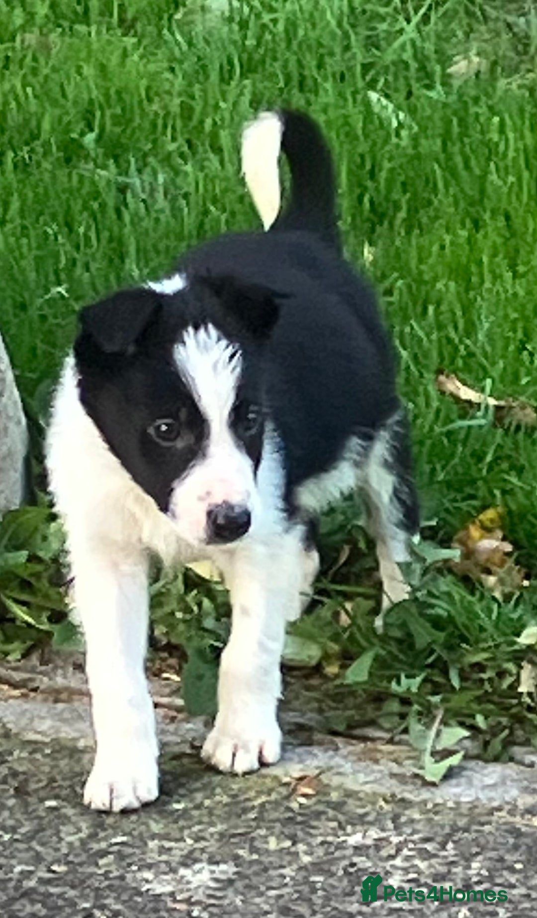 Border Collie dogs for sale: Border Collie puppies for sale  - Image 2