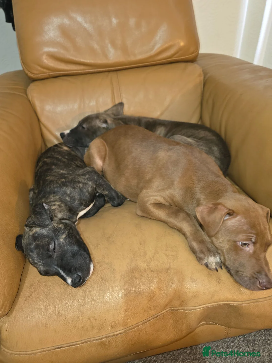 Mixed Breed dogs for sale: Beautiful mixed breed puppies - only 2 girls left - Advert 1
