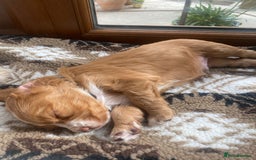 Cocker Spaniel dogs for sale: Golden & Red Working Cocker Spaniel Puppies - Image 16