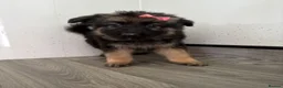 German Shepherd dogs for sale: Beautiful  German Shepherd puppies in Cradley Heath - Advert 3