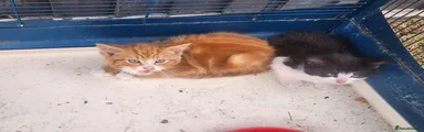 Mixed Breed 1
