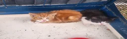 Mixed Breed cats for sale: Ginger female kitten  - Advert 2