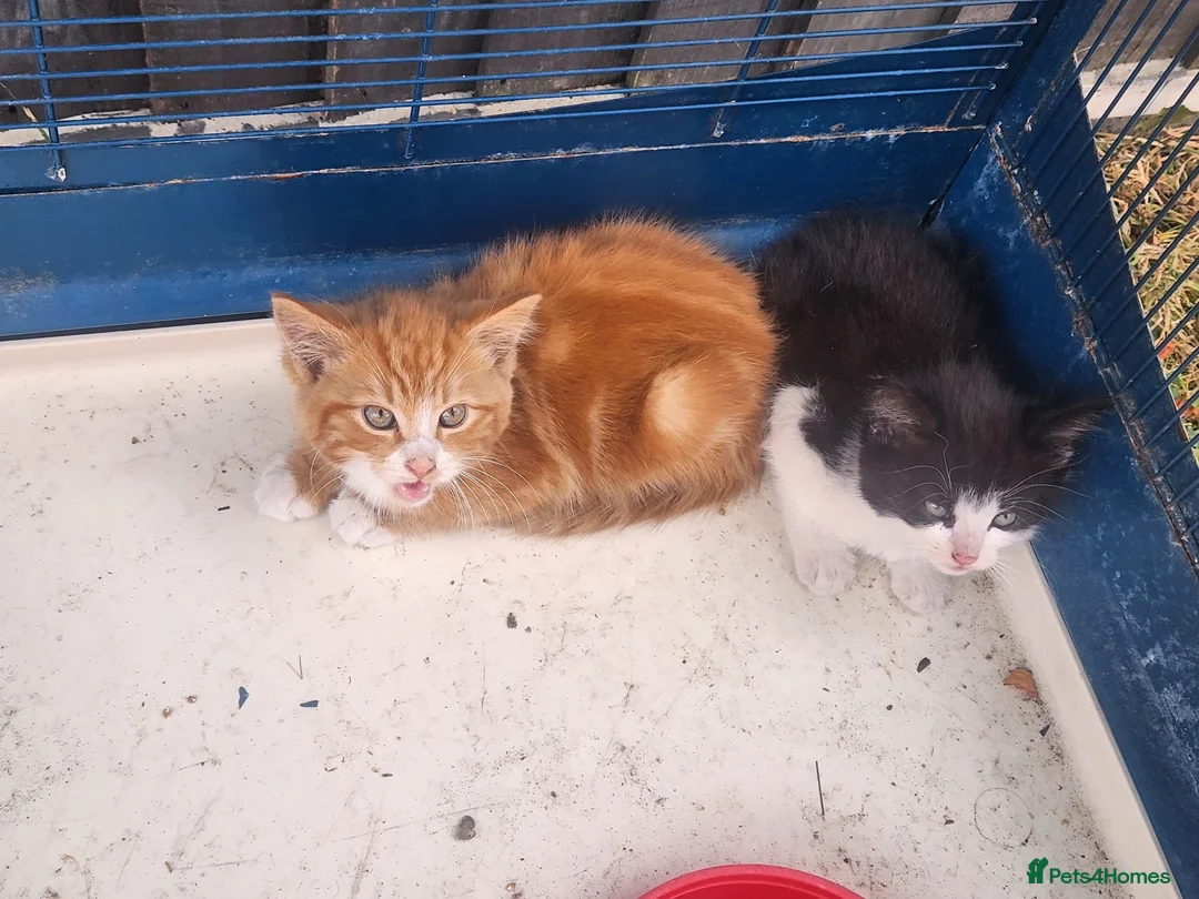 Mixed Breed cats for sale: Ginger female kitten  - Advert 2