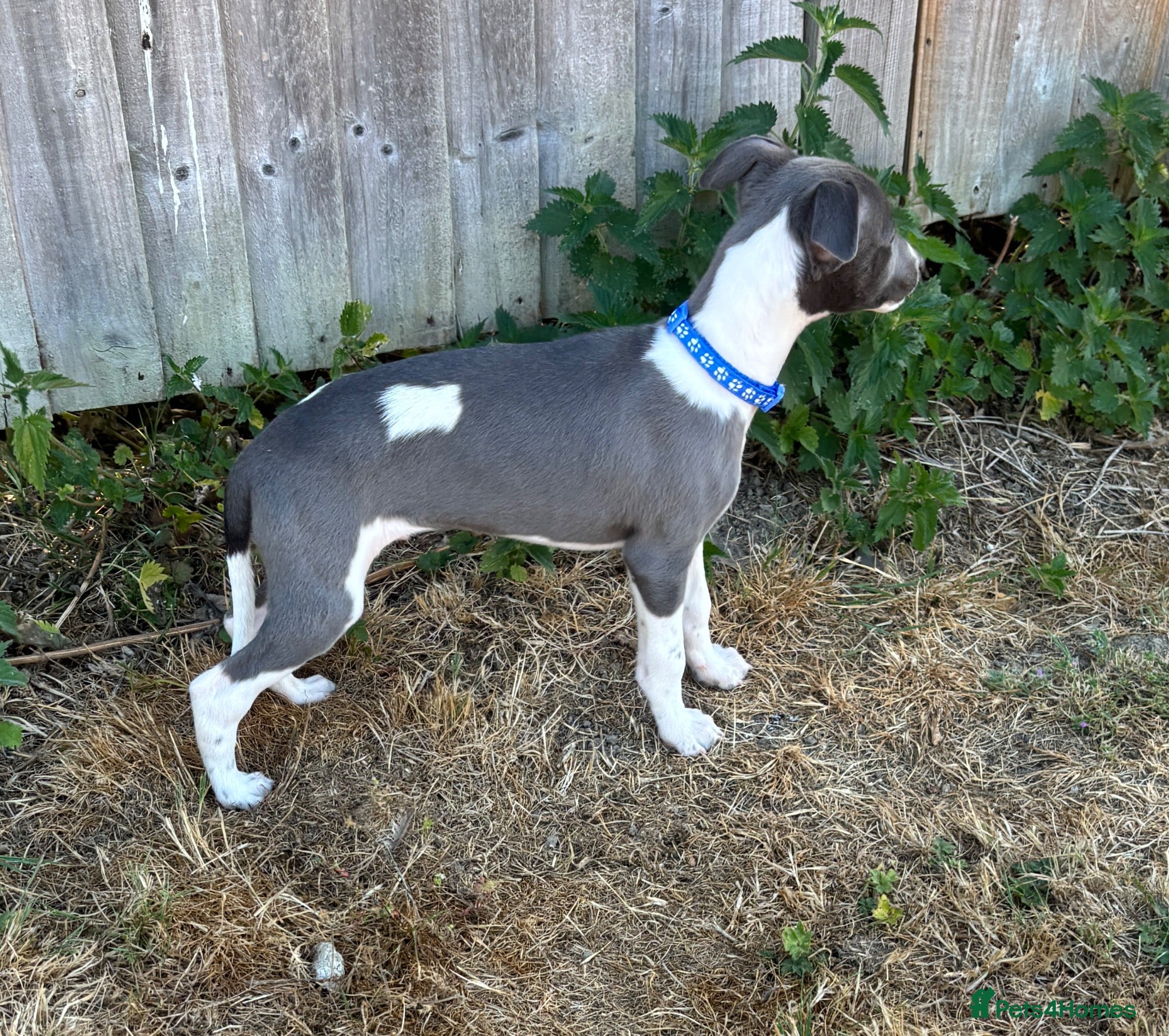 Whippet dogs Beautiful KC Whippet Puppies - Advert 6