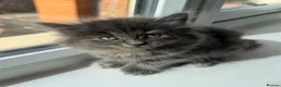 British Longhair cats for sale: Fluffy British Short hair X British Long Hair  - Advert 16