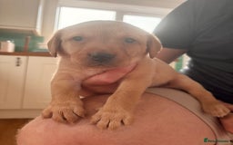 Labrador Retriever dogs for sale: Beautiful litter of Labradors - Image 12