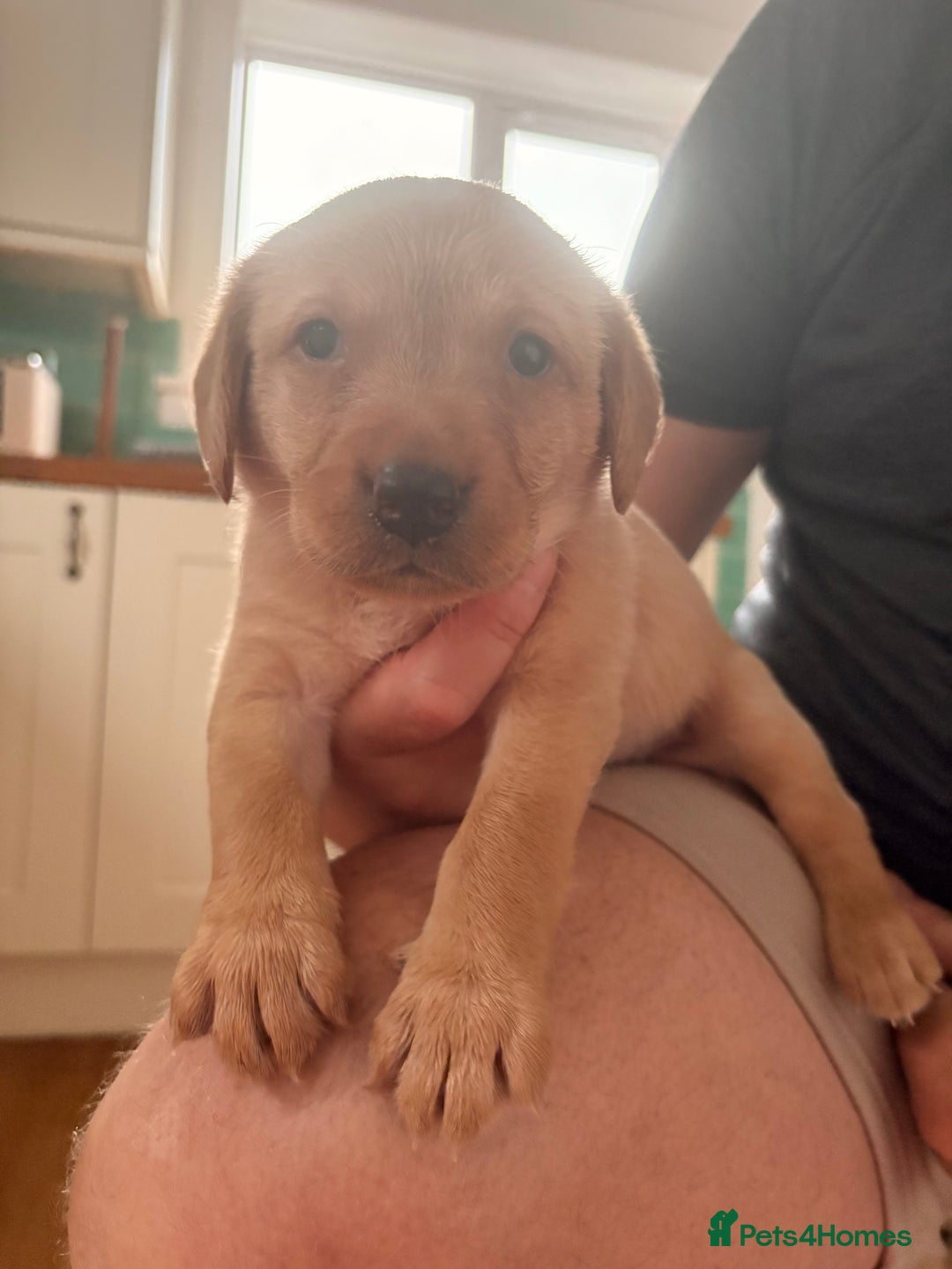 Labrador Retriever dogs for sale: Beautiful litter of Labradors - Image 12