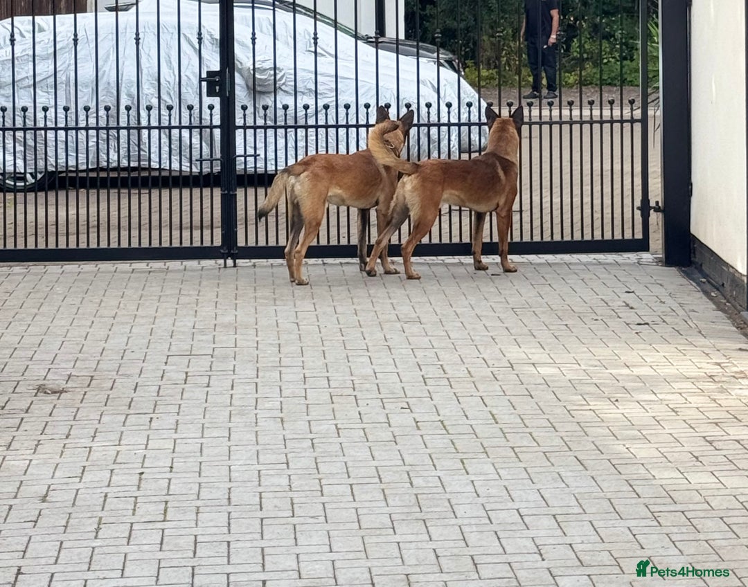 Belgian Shepherd Dog dogs for sale: 9 Month old Two Belgian Malinois Pups (Brothers) - Image 3