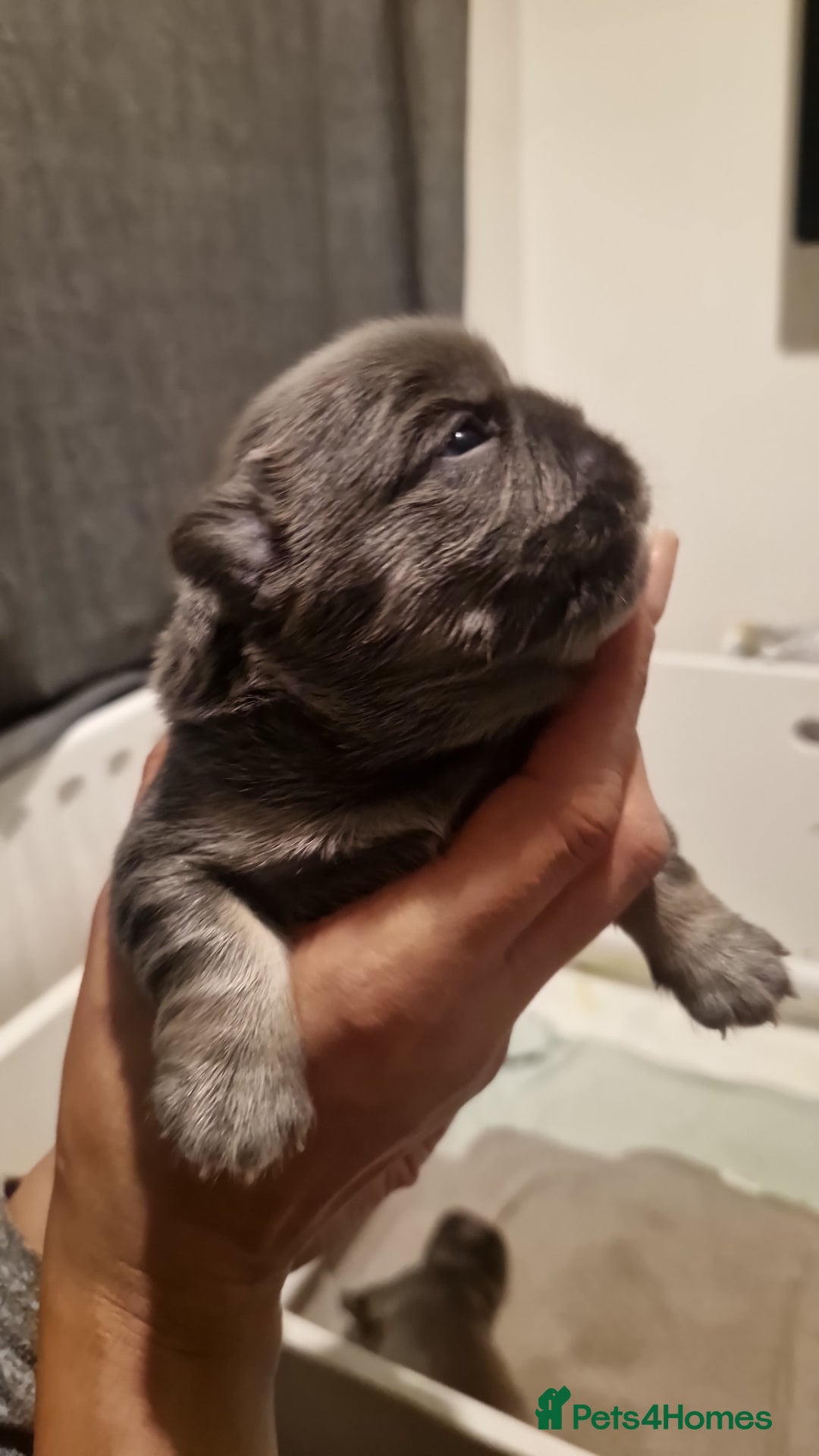 French Bulldog dogs for sale: Frenchie puppies  - Image 8