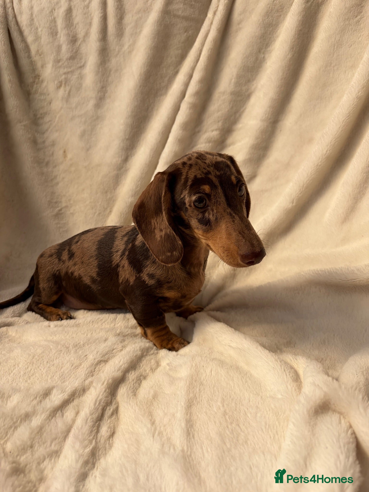Miniature Dachshund dogs Gorgeous KC Minature Daxi puppies - Advert 2