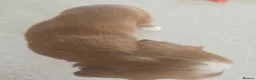 Cockapoo dogs for sale: F1B Toy cockapoo puppies in North East - Advert 30