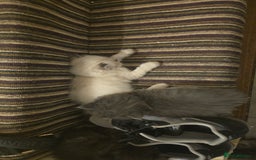 Perdoll cats for sale: Persian ragdoll kittens - Image 10