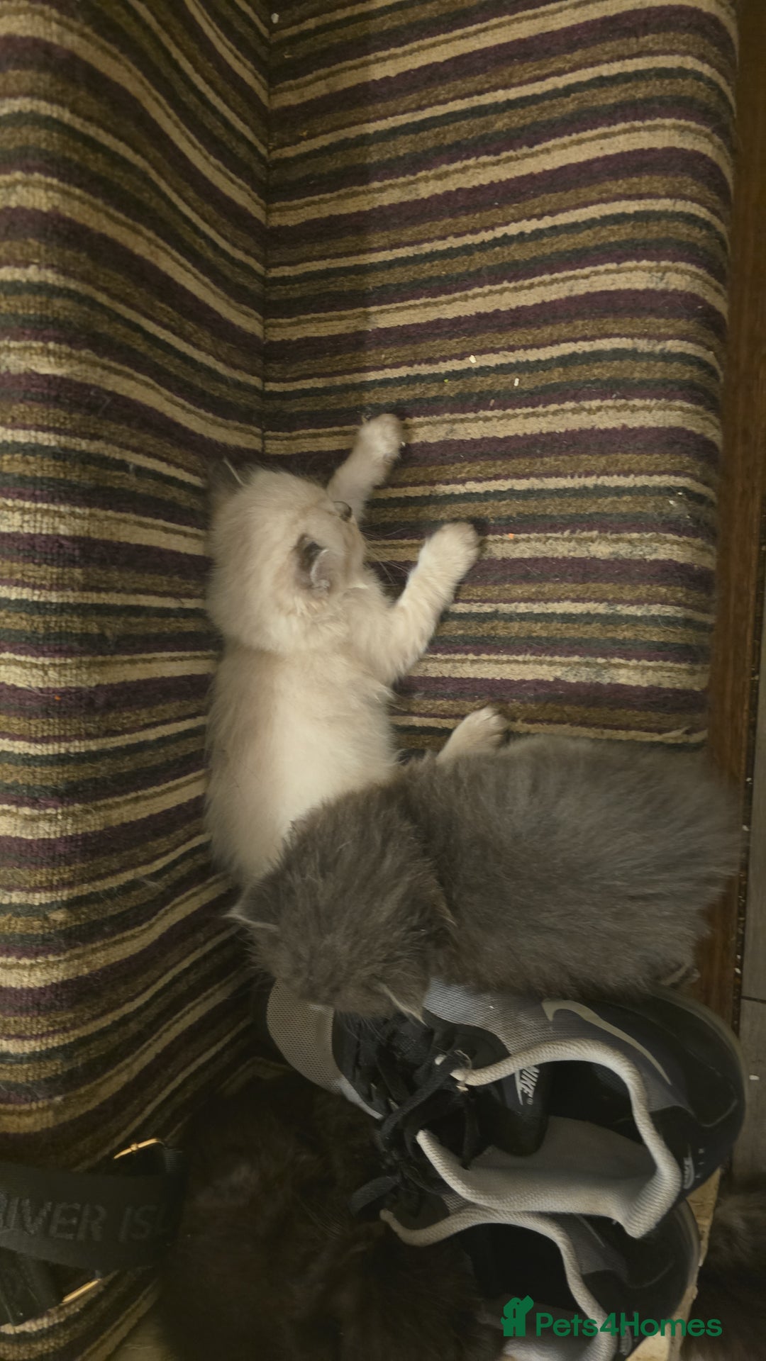 Perdoll cats for sale: Persian ragdoll kittens - Image 10