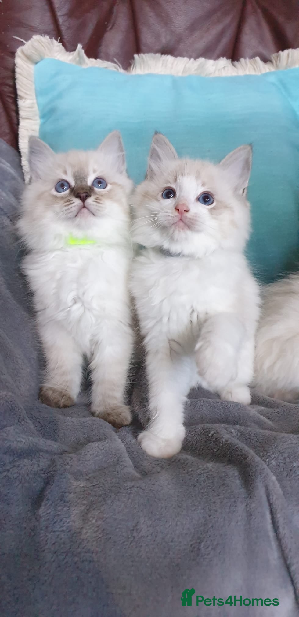 Ragdoll cats Stunning GCCF Registered Ragdoll Kittens. - Advert 1