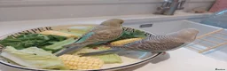 Budgerigars birds for sale: Hand tamed bonded pair of Budgies - Advert 6