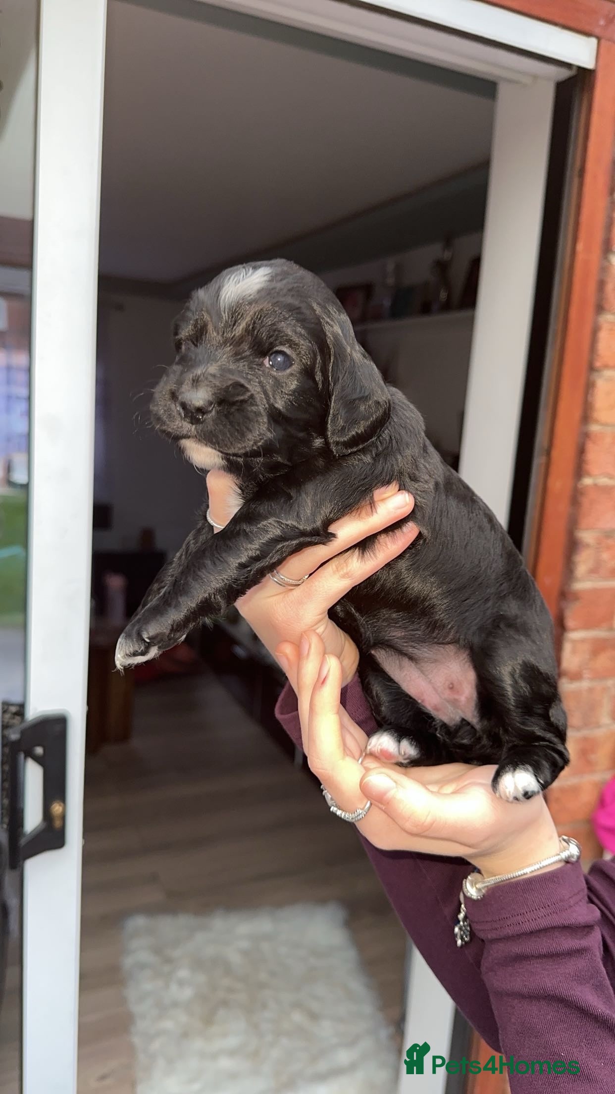 Cocker Spaniel dogs Beautiful litter of working cocker spaniels  - Advert 9