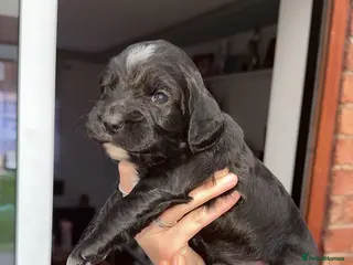 Cocker Spaniel dogs Beautiful litter of working cocker spaniels - Advert 9