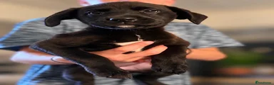 Labrador Retriever 3