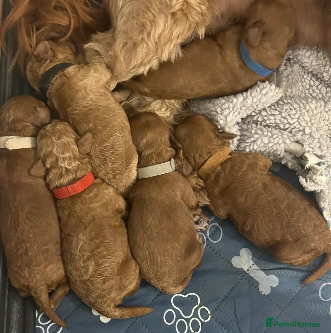 Cavapoo dogs for sale: Extensively DNA health tested and trained girl   - Advert 19