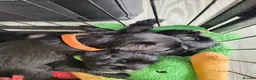 Miniature Schnauzer dogs for sale: Beautiful Black Miniature Schnauzer Puppies - Advert 12