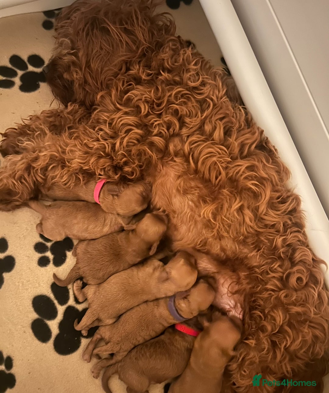 Cavapoo dogs for sale: Toy cavapoo  - Advert 8