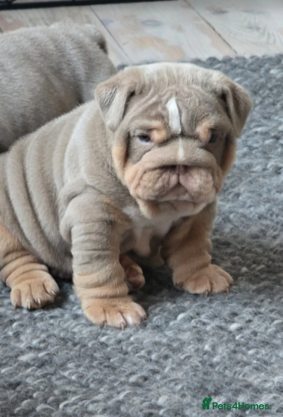 English Bulldog dogs for sale: Lilic tri bulldog  - Advert 3