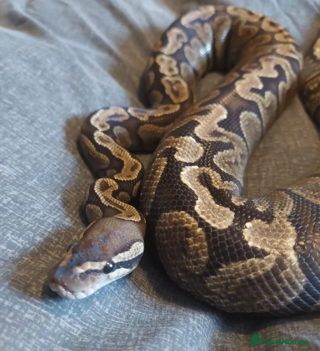 Python Snake reptiles for sale: CB21 GHI royal python (proven) - Advert 4