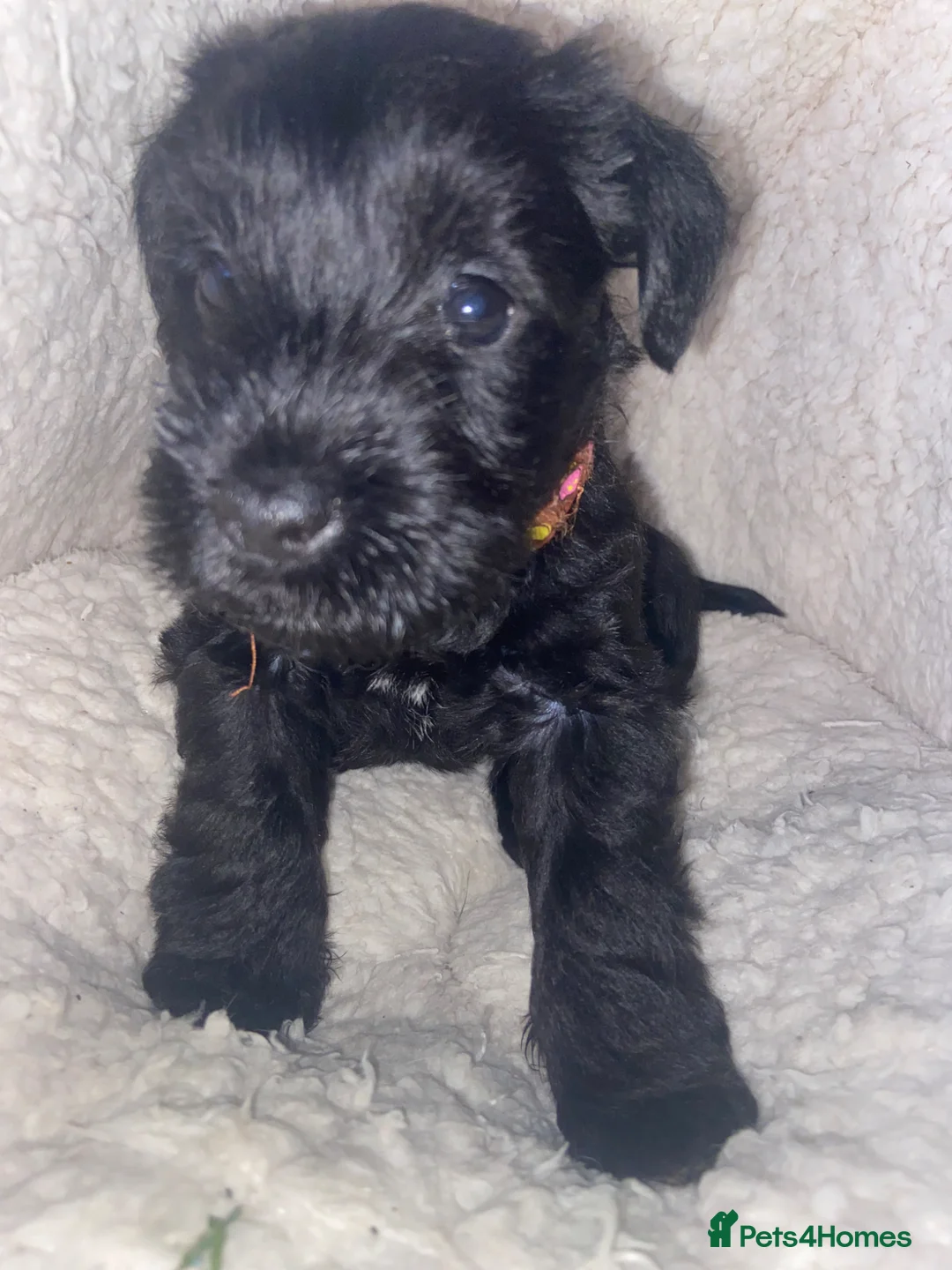 Miniature Schnauzer dogs for sale:  Miniature Schnauzer Puppies – Ready from 25th May - Advert 2