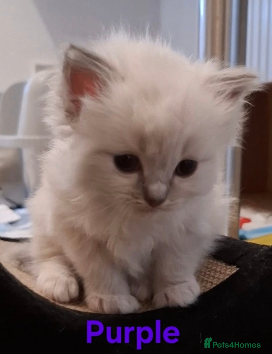 Ragdoll cats for sale: 2 female blue point ragdoll kittens  - Image 11