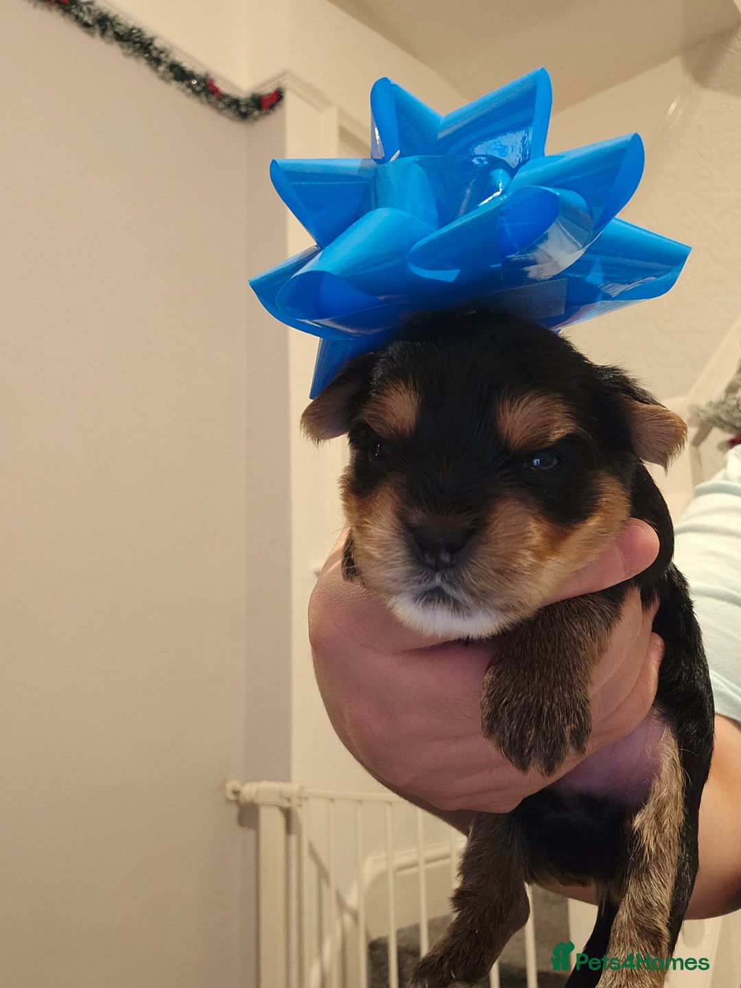 Yorkshire Terrier dogs for sale: Yorki baby - Advert 4