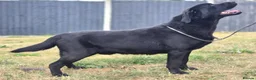 Labrador Retriever dogs for sale: 1 Year Old Male(DNA + Hips Scored) - Advert 3