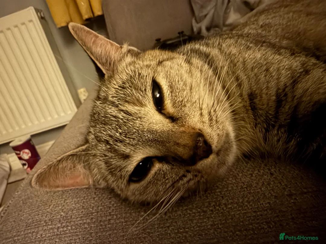 Mixed Breed cats for sale: Gorgeous kittens  in Petworth - Advert 2