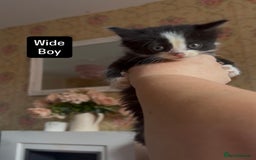 Mixed Breed cats for sale: Fluffy beautiful kittens  - Image 5