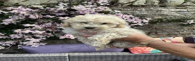 Toy Poodle Puppy 3