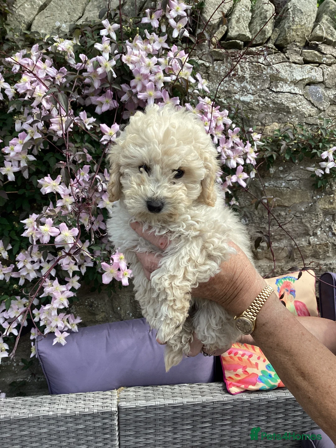 Toy Poodle dogs for sale: Toy poodle - Advert 4