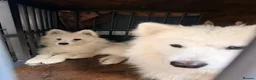 Samoyed dogs for sale: Only 3 females left - Advert 3