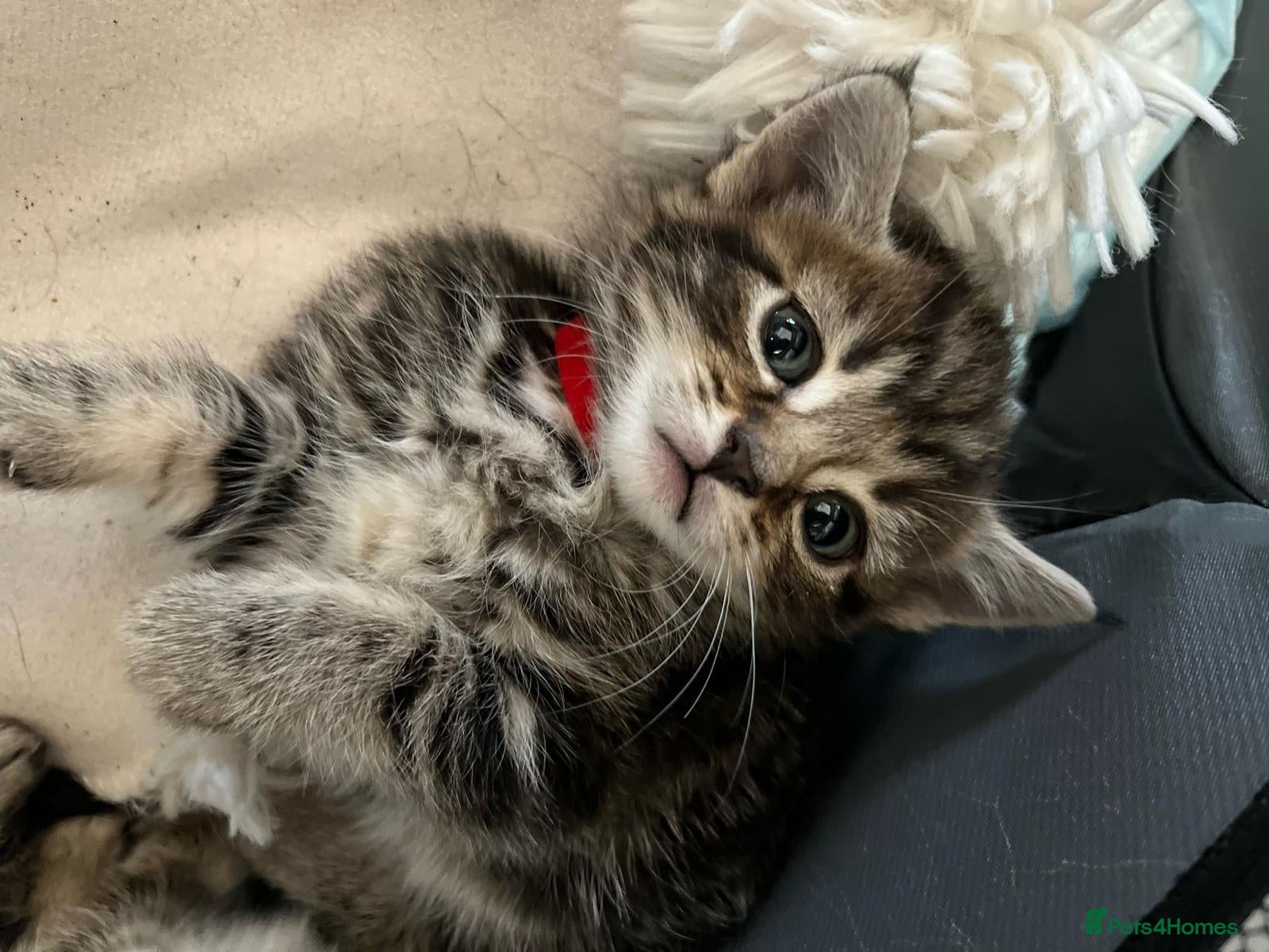 Mixed Breed cats Our Kittens Looking for Their Forever Loving Homes - Advert 2