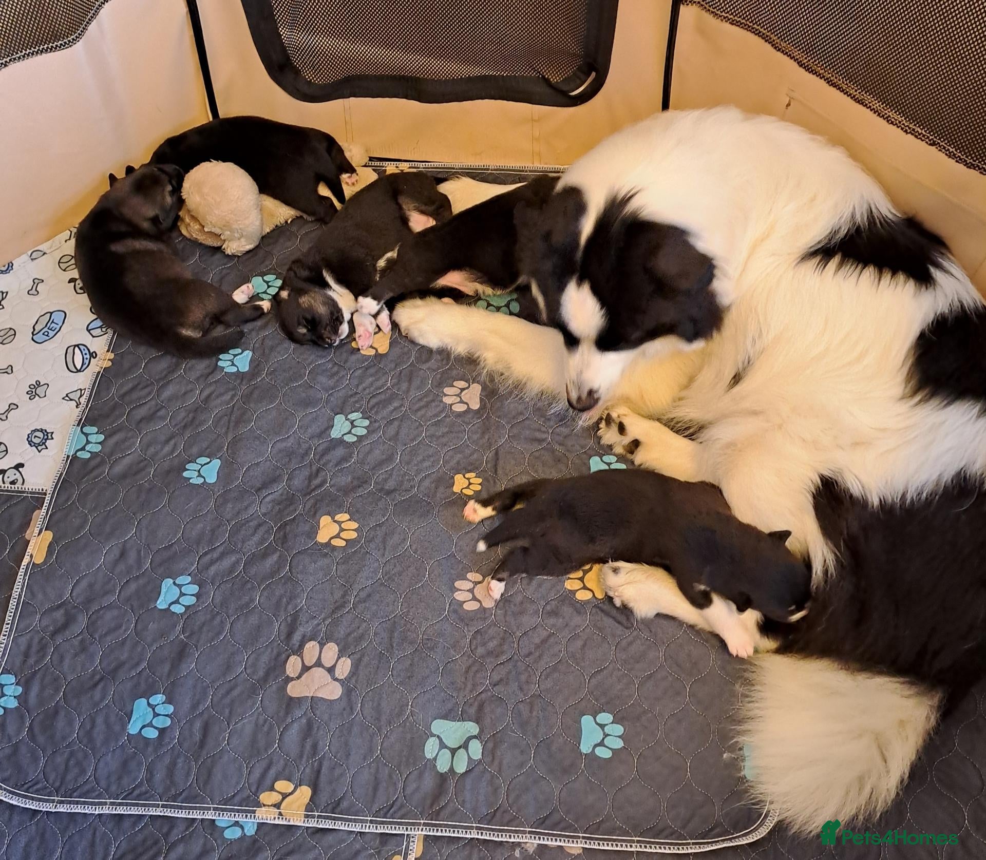 Mixed Breed dogs Australian Shepherd/Siberian Husky mix - Advert 10