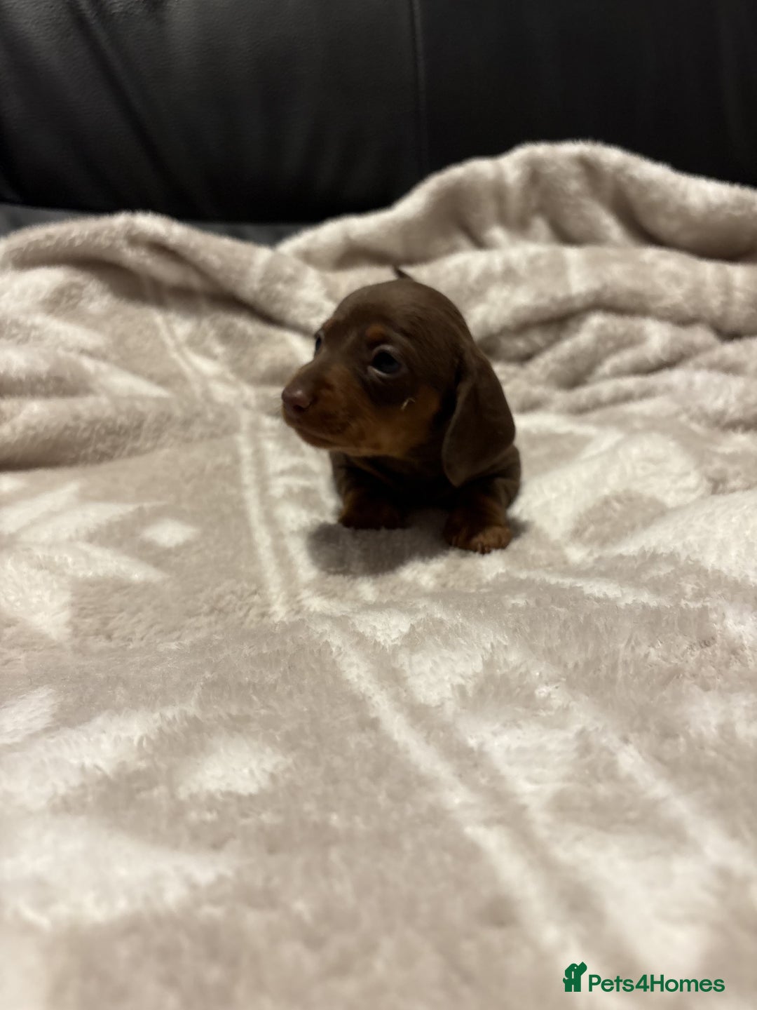 Miniature Dachshund dogs for sale: Miniature Dachshund Puppies Chocolate and Tan KC - Advert 6
