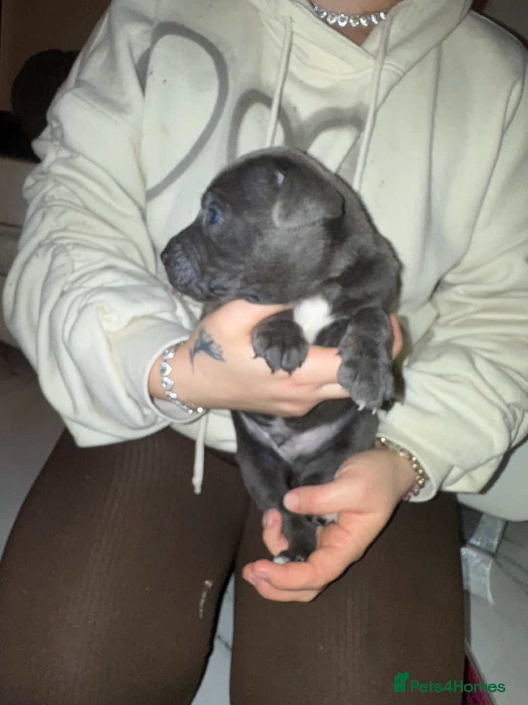 Cane Corso dogs for sale: Outstanding cane corso pups 🐶  - Advert 31