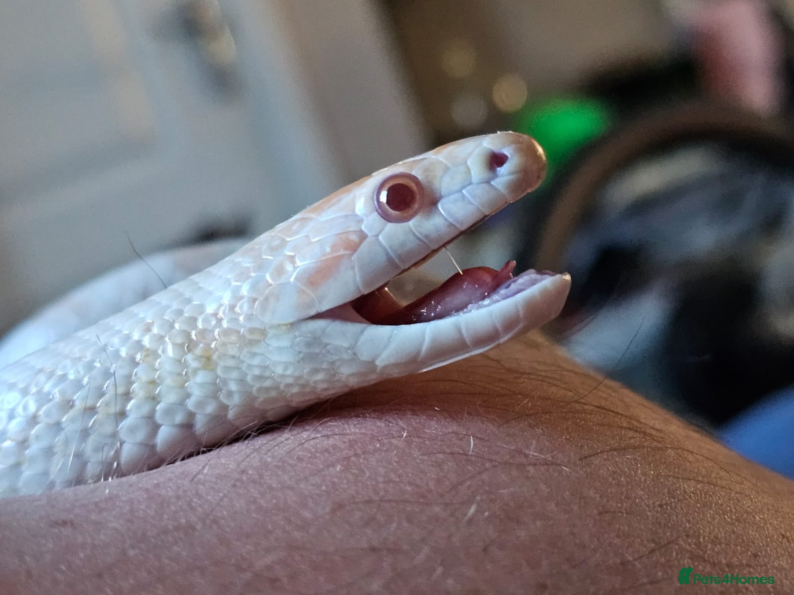 Corn Snake reptiles Male Adult Ghost Corn Snake 4 Years Old - Advert 2
