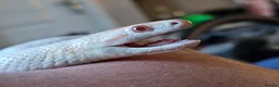 Corn Snake reptiles for sale: Male Adult Ghost Corn Snake 4 Years Old in Exeter - Advert 1
