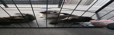 Shih Tzu 2