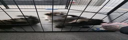 Shih Tzu dogs for sale: 2 male 1 female shih tzu  in Hartlepool - Advert 3