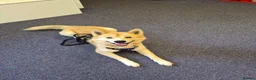 Mixed Breed dogs for stud: Snow dog Stud in Kidwelly - Advert 2