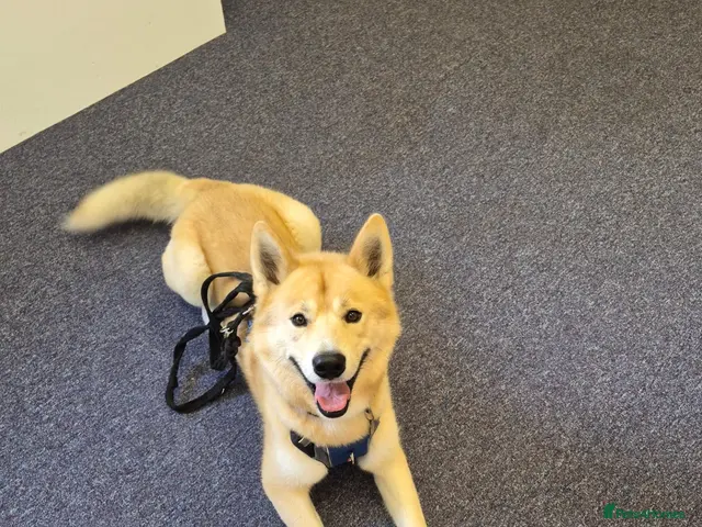 Mixed Breed dogs for stud: Friendly & handsome 3yo Akita Mix Stud. (POTL) - Advert 2