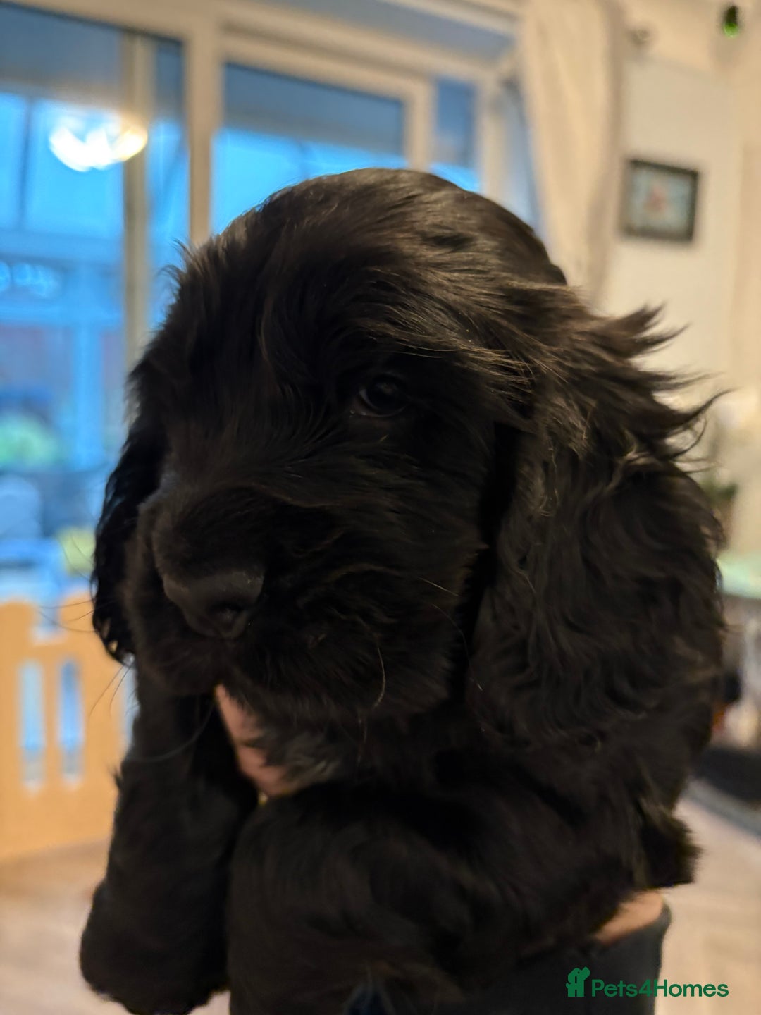 Cocker Spaniel dogs for sale: Gorgeous black boy looking for his forever family - Advert 8